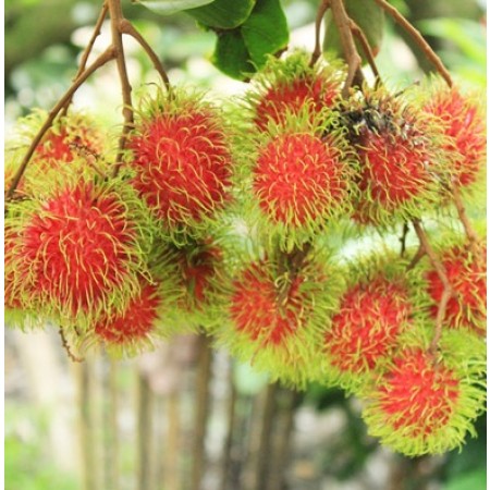 Rambutan