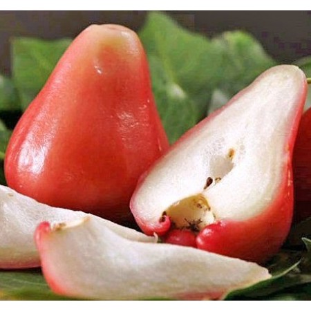 Rose Apple