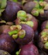 Mangosteen