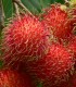 Rambutan