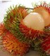 Rambutan