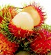 Rambutan