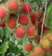 Rambutan