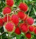 Rambutan