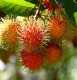 Rambutan