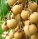 Longan