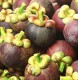 Mangosteen