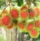 Rambutan