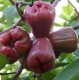 Rose Apple