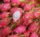 Dragon Fruit