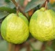 Guava