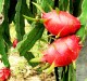 Dragon Fruit