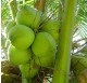 Baby Coconut