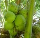 Baby Coconut