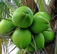 Baby Coconut