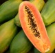 Papaya