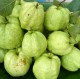 Guava