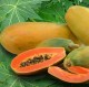 Papaya