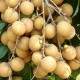 Longan