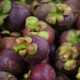 Mangosteen